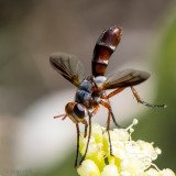 Tachinidae - Sluipvlieg - Cylindromyia rubida