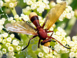Thick-headed Fly - Blaaskopvlieg - Conops flavicaudus