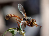 Conopidae - Blaaskopvlieg - Physocephala lacera