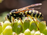 Mongolian Paper Wasp - Veldwesp - Polistes mongolicus
