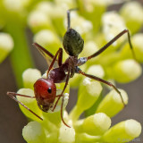 Desert Ant - Schubmier - Cataglyphis nodus