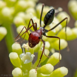 Desert Ant - Schubmier - Cataglyphis nodus