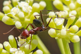 Desert Ant - Schubmier - Cataglyphis nodus