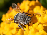 Amegilla albigena