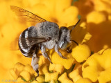 Amegilla albigena