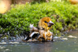 Hawfinch - Appelvink - Coccothraustes coccothraustes