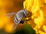 Amegilla albigena