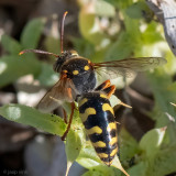 Crabronidae - Graafwesp - Stizus spec