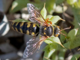 Crabronidae - Graafwesp - Stizus spec
