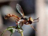 Conopidae - Blaaskopvlieg - Physocephala lacera