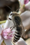 Plasterer Bee - Zijdebij - Colletes spec