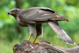Northern Goshawk - Havik - Accipiter gentilis