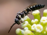 Tiphiid wasp - Keverdoder - Meria spec