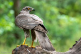 Northern Goshawk - Havik - Accipiter gentilis