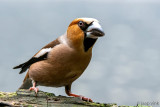 Hawfinch - Appelvink - Coccothraustes coccothraustes