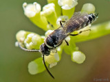 Tiphiid wasp - Keverdoder - Meria spec