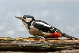 Great Spotted Woodpecker - Grote Bonte Specht - Dendrocopos major