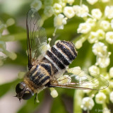 Bombyliidae - Wolzwever - Villa (brunnea?)