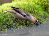 Hawfinch - Appelvink - Coccothraustes coccothraustes