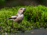 Hawfinch - Appelvink - Coccothraustes coccothraustes