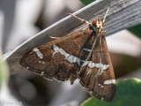 Beet Webworm Moth - Spinaziemot - Spoladea recurvalis