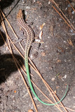 Pelasgian Rock Lizard - Pelasgische Hagedis - Anatololacerta pelasgiana