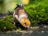 Hawfinch - Appelvink - Coccothraustes coccothraustes