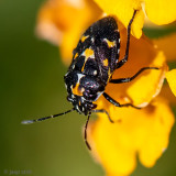 Rape Bug - Koolschildwants - Eurydema oleracea