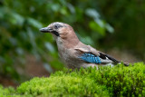 Eurasian Jay - Gaai - Garrulus glandarius