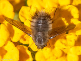 Bombyliidae - Wolzwever - Anastoechus spec