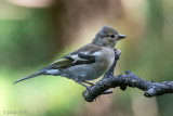 Common Chaffinch - Vink - Fringilla coelebs