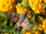 Hummingbird Hawk-moth - Kolibrivlinder - Macroglossum stellatarum