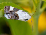 Garden Rose Tortricid Moth - Witschouderbladroller - Acleris variegana