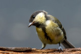 Great Tit - Koolmees - Parus major