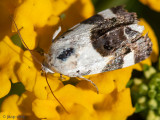 Garden Rose Tortricid Moth - Witschouderbladroller - Acleris variegana