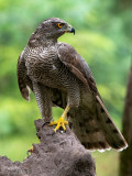 Northern Goshawk - Havik - Accipiter gentilis