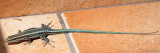 Anatolian Rock Lizard - West-Anatolische Hagedis - Anatololacerta anatolica