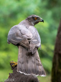Northern Goshawk - Havik - Accipiter gentilis