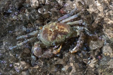 Rhodes Freshwater Crab - Zoetwaterkrab - Potamon rhodium