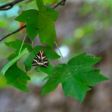 Jersey Tiger - Spaanse Vlag - Euplagia quadripunctaria