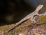 Roughtail Rock Agama - Hardoen - Laudakia stellio