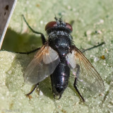 Tachinidae - Sluipvlieg - Leucostoma spec