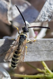 Thynnid Wasp - Keverdoder - Myzininae indet.