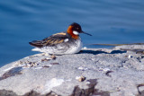 Red-necked Phalarope - Grauwe Franjepoot - Phalaropus lobatus