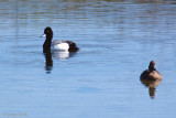 Lesser Scaup - Kleine Topper - Aythya affinisp