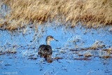 Northern Pintail - Pijstaart - Anas acuta
