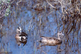 American Wigeon - Amerikaanse Smient - Mareca americana