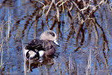 American Wigeon - Amerikaanse Smient - Mareca americana