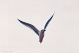 Rosss Gull - Ross Meeuw - Rhodostethia rosea