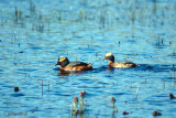 Horned Grebe - Kuifduiker - Podiceps auritus
